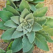 Mullein rosette